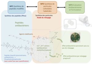 Etapes du projet de thèse APAPTIDE